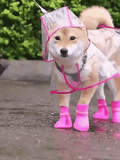 Transparent Raincoat For Dog